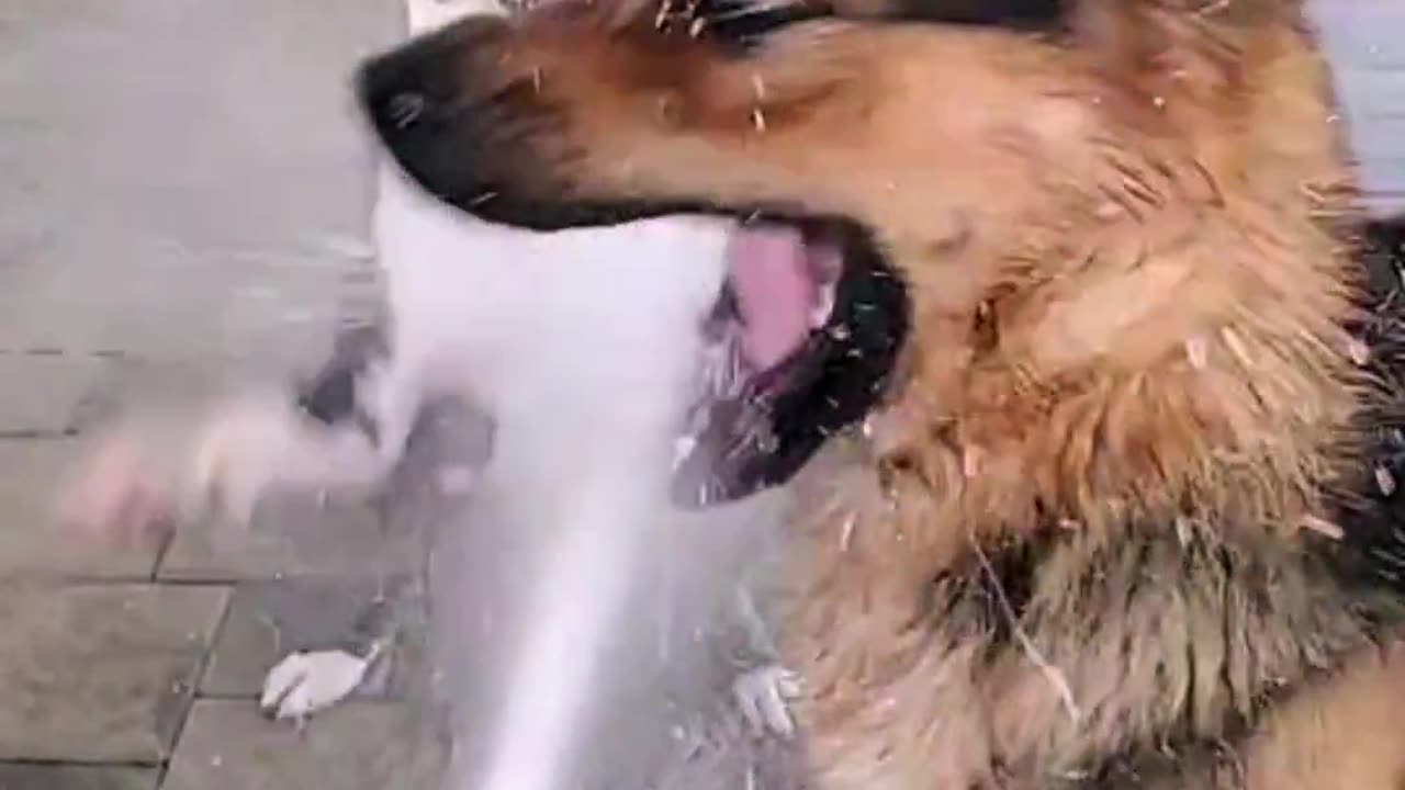 Dogs' Splashy Fun in the Water