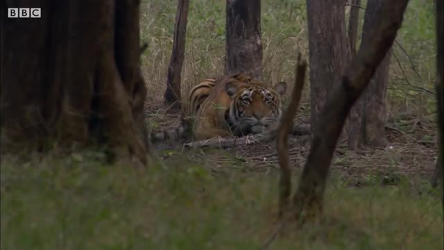 Tiger Hunts Lone Baby Deer - BBC Earth_Cut