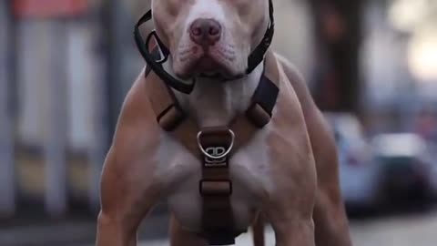 This dog is more dangerous than the lion