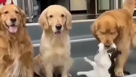 Funny animal video