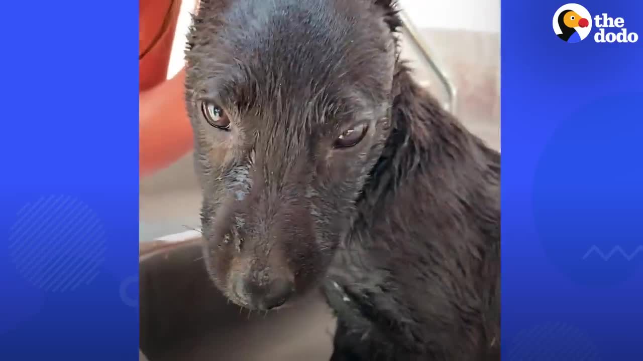 Couple Saves This Puppy From A Garbage Bag _ The Dodo Running Back To Rescue