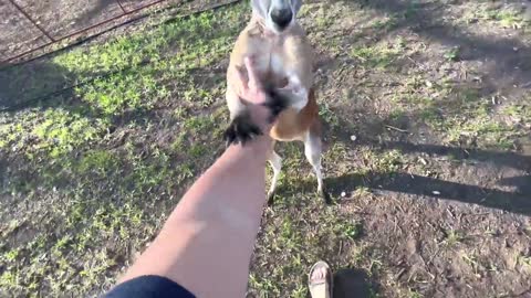 How to Fight a Kangaroo (and talk to eggs)3