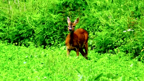 Beautiful nature and wildlife Video