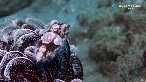 Camouflage of the Cuttlefish #shorts #viral #shortsvideo #video