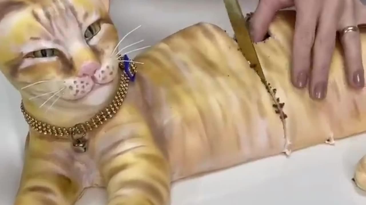 Cutting a cat 😺🐈