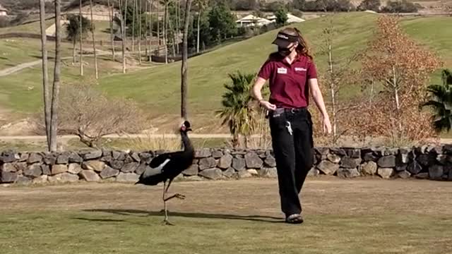 West African Black Crowned Crane on the Move!
