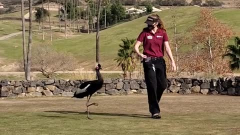 West African Black Crowned Crane on the Move!