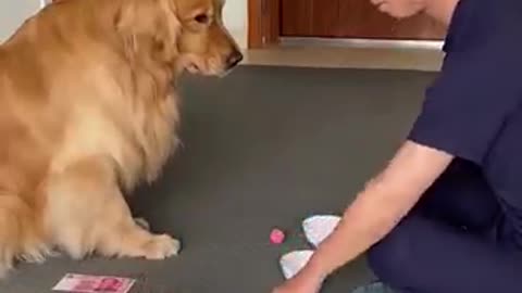 Intelligent dog
