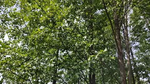 Green foliage near the farm