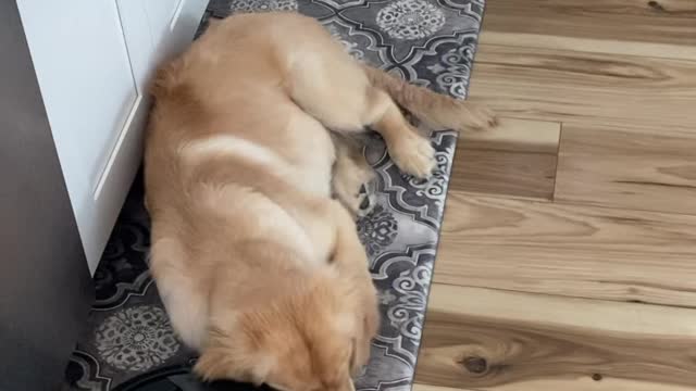 Golden Retriever Puppy Being Friendly to Roomba