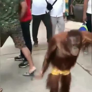 Monkey Tasting Jio Wire | #comedy #monkey #shorts #shortsfeed #youtubeshorts #memes #viralshorts