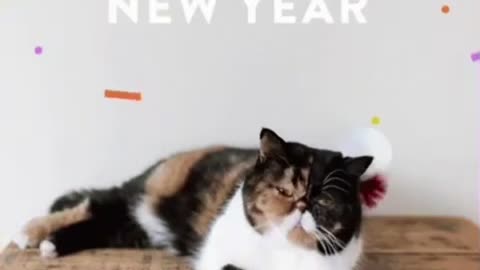 New Year Cat GIF 🐈