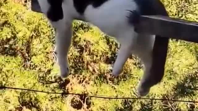 FUNNY CAT VIDEOS #