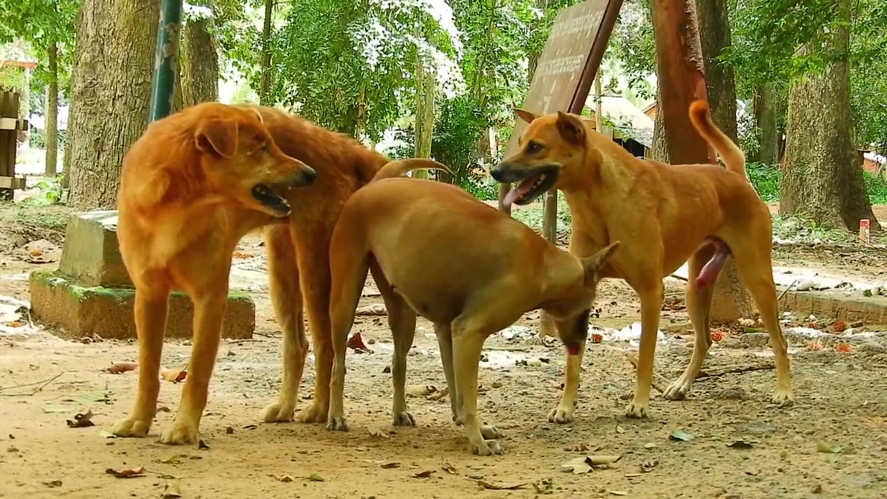 Three Doge Meeting 1Female and 2 Male #Animals #Viral #Trending #Dogs