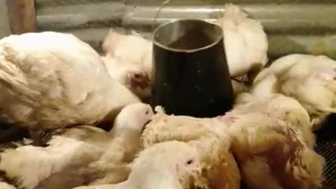 Chicken feeding