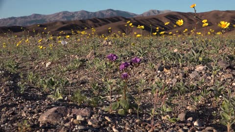 Death Valley Spring Wildflower Bloom