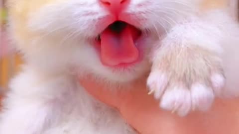 Cute kitten