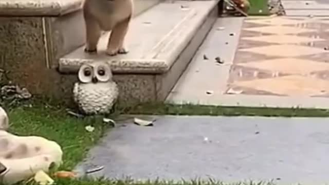 Animal cute moments 😂😂