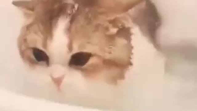 Funny Swimming Cat