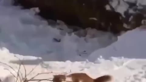 Cat skating