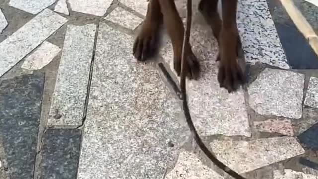 Smart Dog Saves A child From Danger