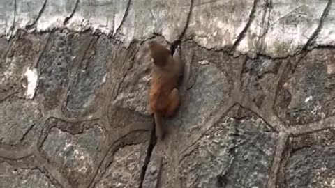 A group of monkeys save one of their own in a beautiful picture of cooperation