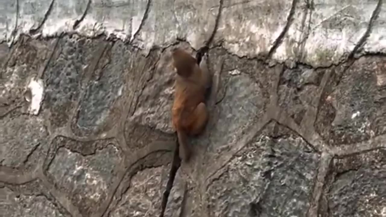 A group of monkeys save one of their own in a beautiful picture of cooperation