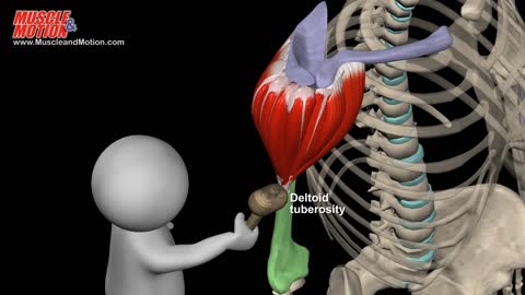 Abdominal Bracing