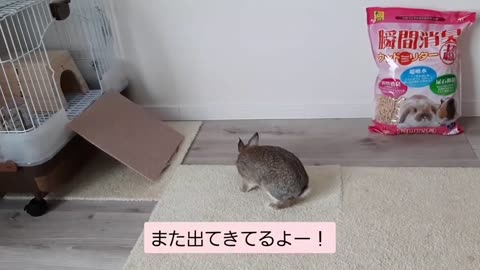 【犬とうさぎ】うさぎを追いかけるペキニーズ犬