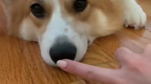 Funny Videos of Animals | try not to laugh | Funny animal | Funny Dogs