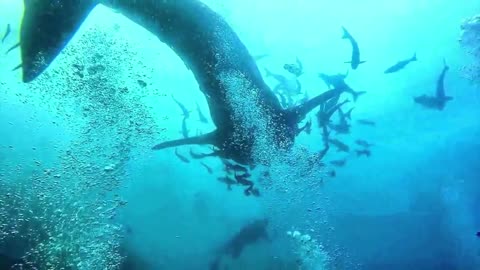 5 Deep Sea Creatures Faced By Divers!