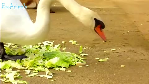 Funny birds, fun with birds. Birds have fun compilation!