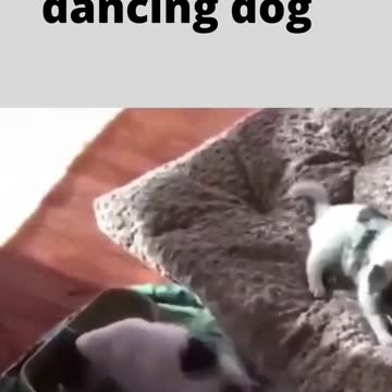eating dancing dog