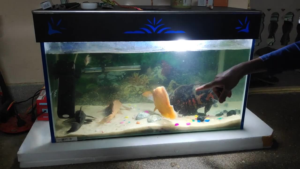 big golg fish feeding to my oscar.