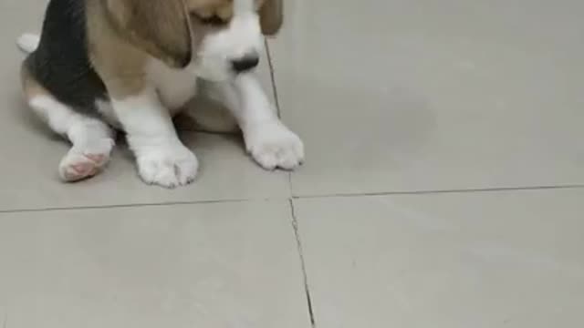 Beagle puppy, cuteness overload