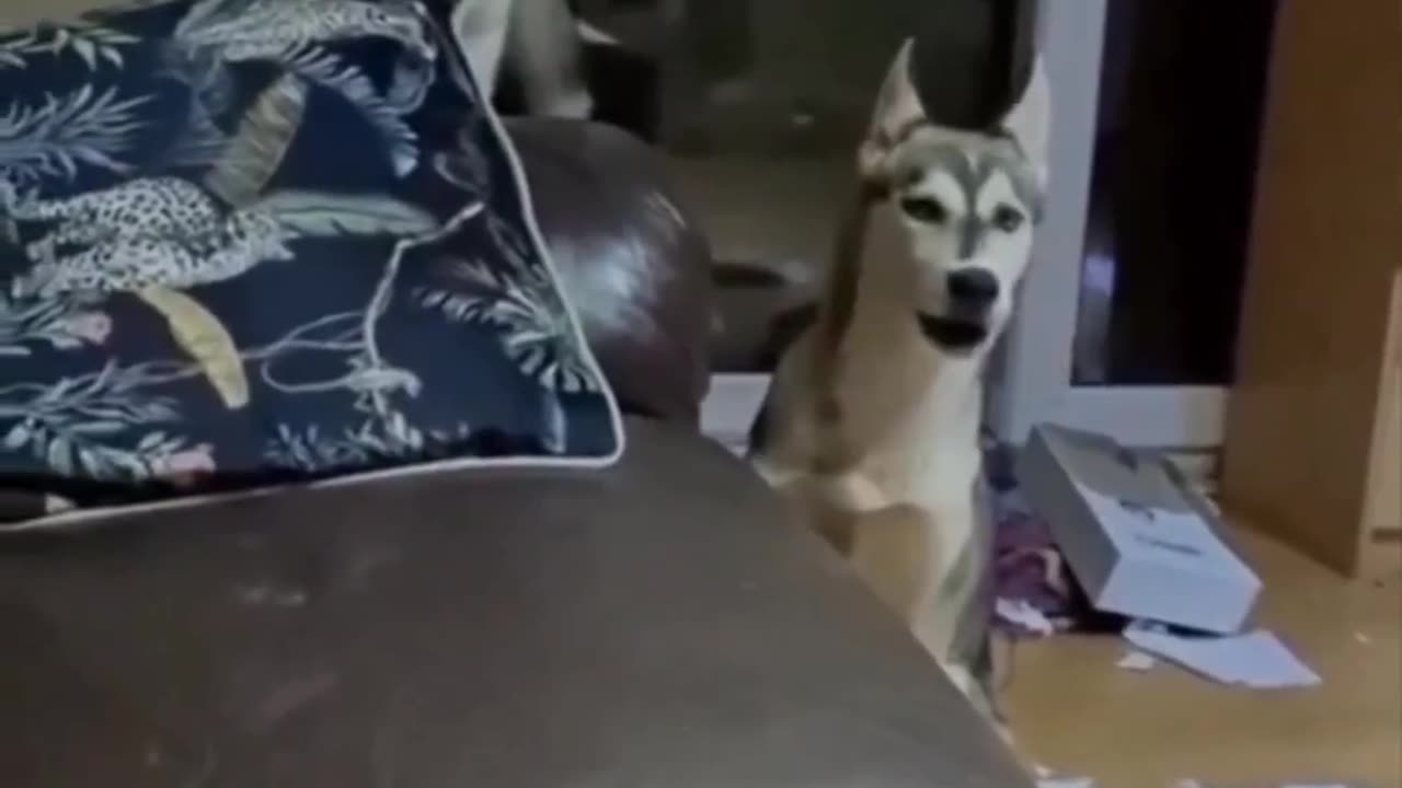 Cute dog and cat moments