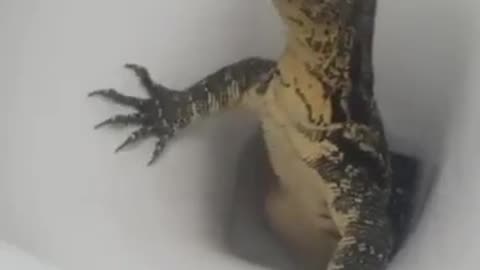 A British tourist filmed a 'Monitor lizard' coming out from his/her toilet bowl in