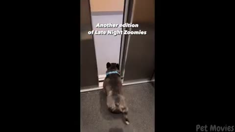 YOU LAUGH YOU LOSE 🤣 Best Funny Animals Video 2024 🤣