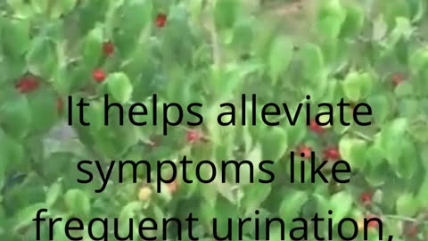 Benefits of Shan Zhu Yu