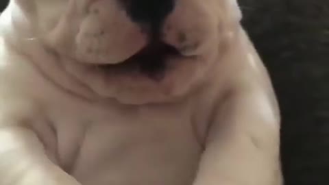 BABY BULLDOG