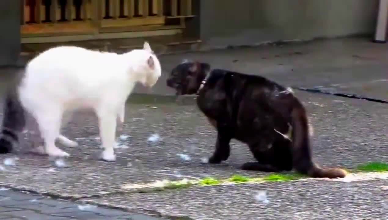 American cats and Korean cats are fighting to see who wins,,,2021