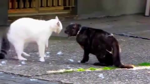 American cats and Korean cats are fighting to see who wins,,,2021