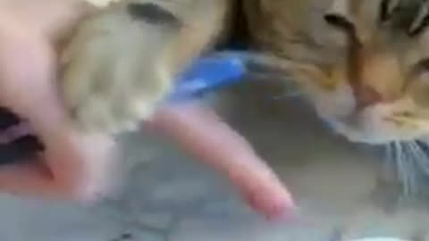 Cat funny video.