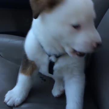 Hiccups? More like hicpups!