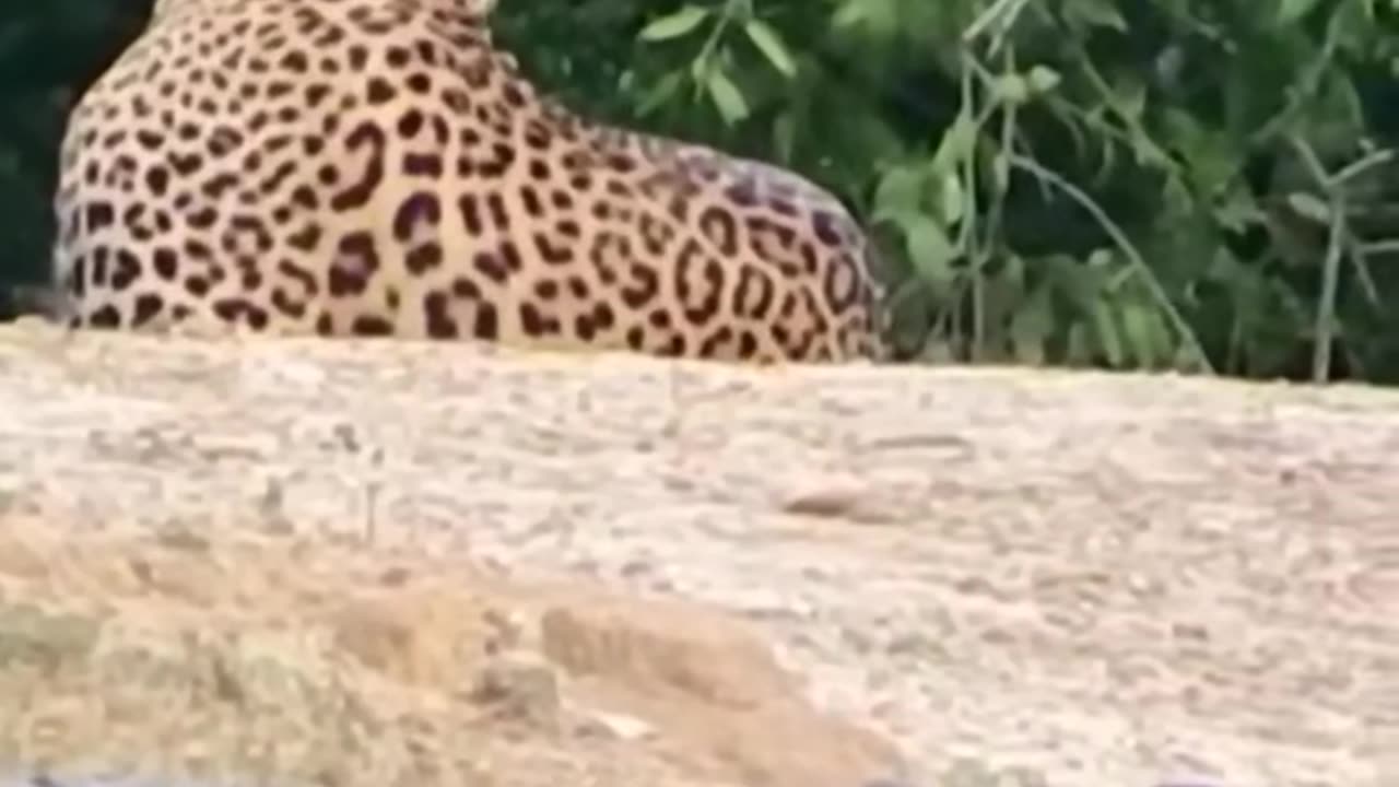 Monkey vs crocodiles