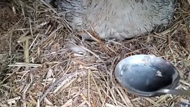 egg hidding chicken