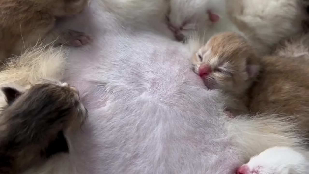 kittens with mommy