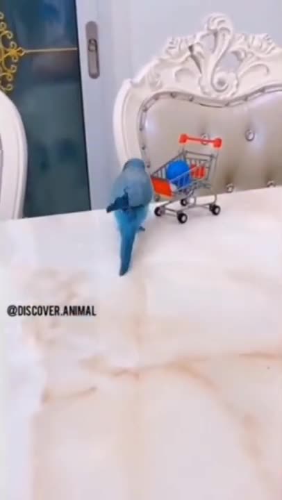 _Funny pets Shorts_Cute Is Not Enough 😍 Funny Cats and Dogs Videos Compilation 2021_Short video_