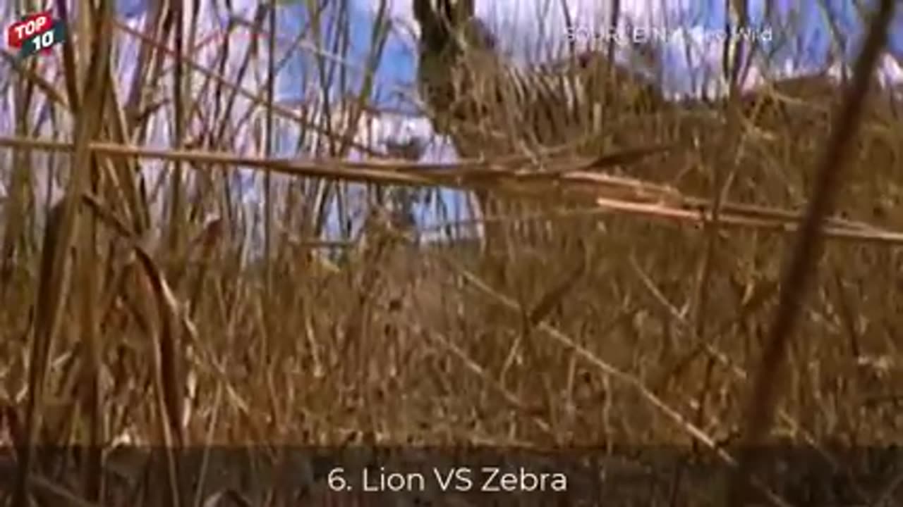 TOP 10 LION HUNTING ANIMALS MOMENTS