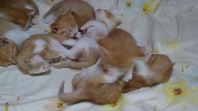 Cute kitten, hippie play together